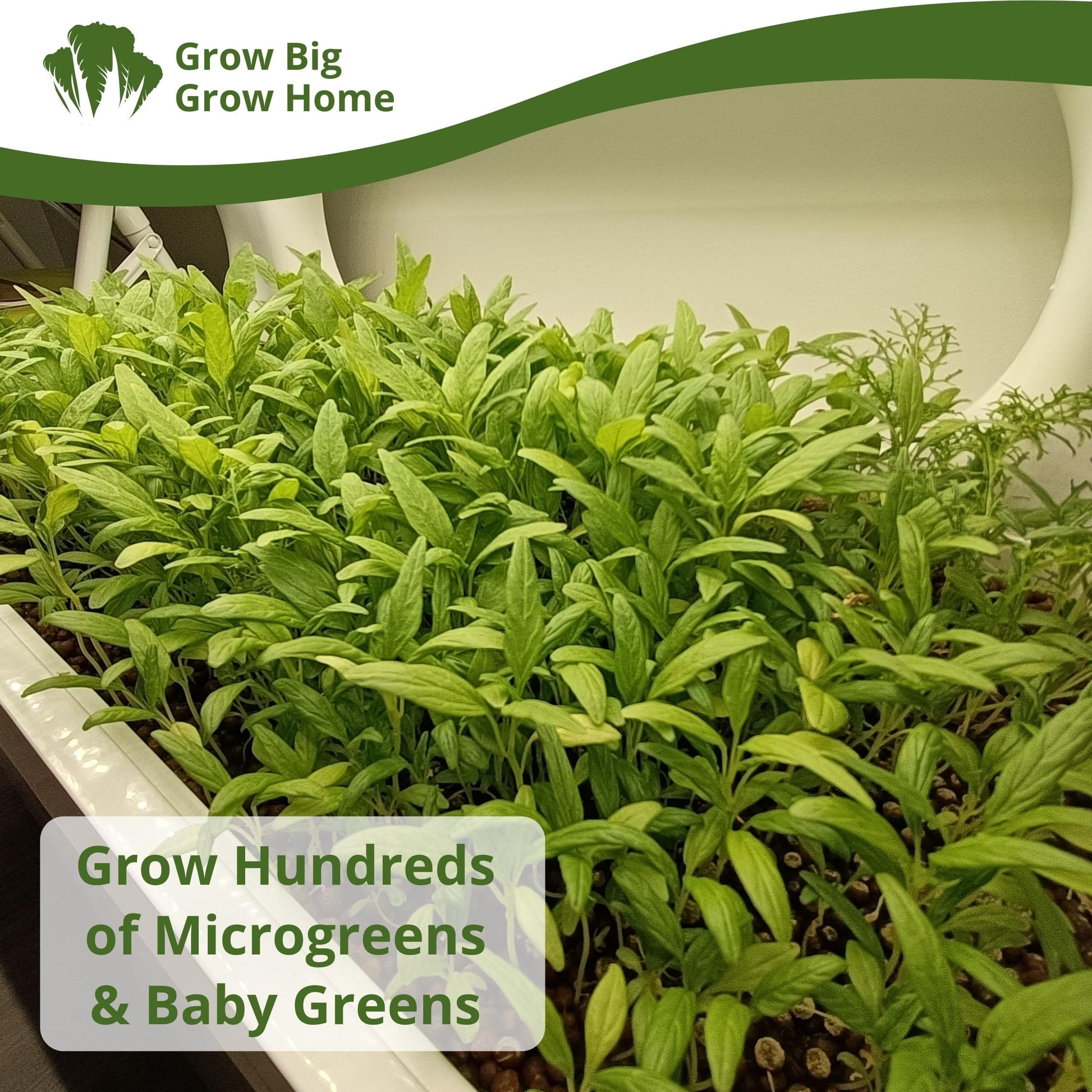 Grow hundreds of hydroponics microgreens & baby greens