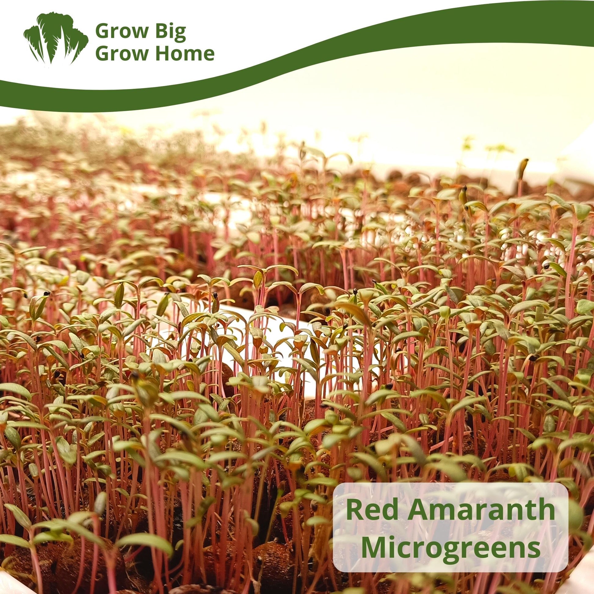 Hydroponics red amaranth microgreens