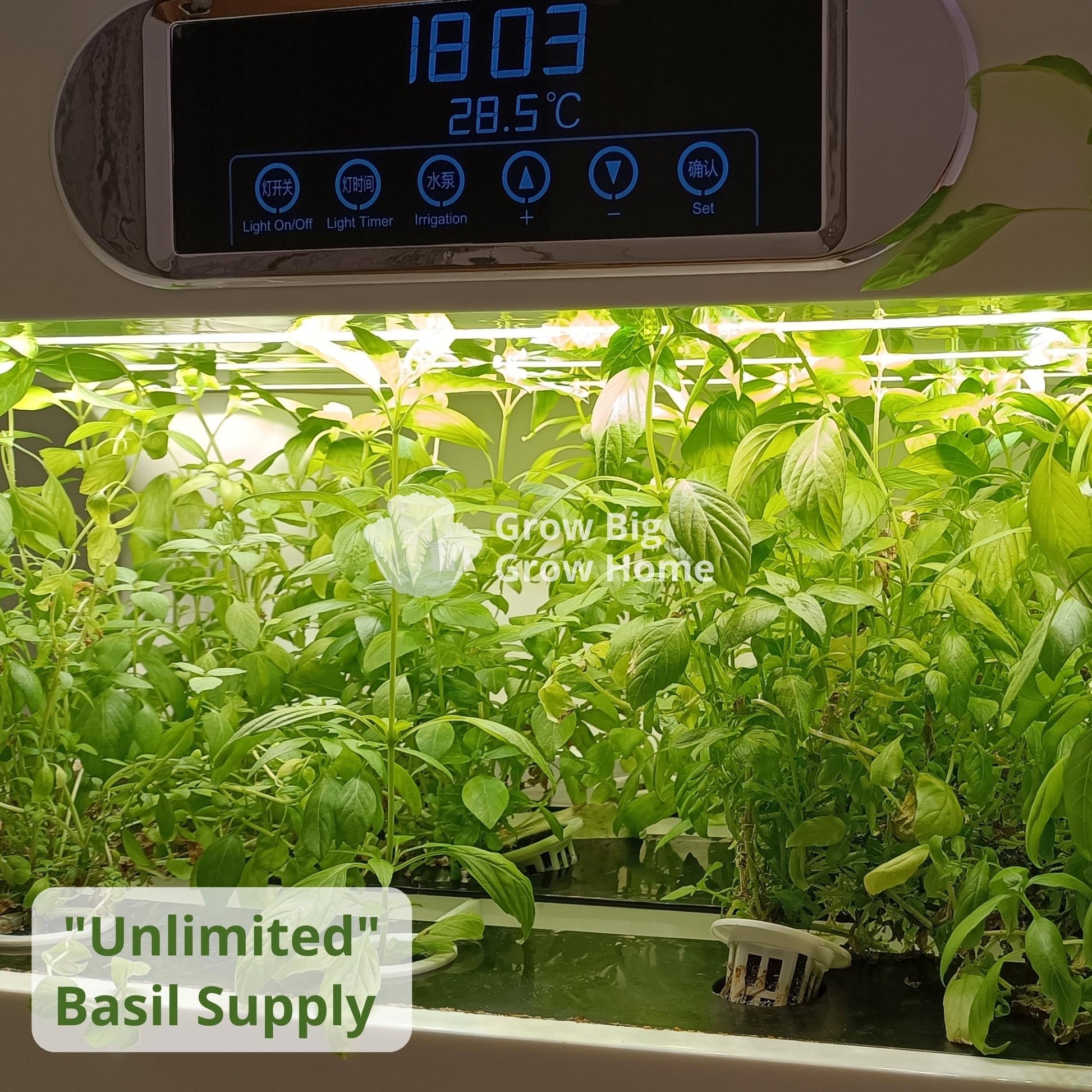 Harvest an unlimited amount of basil with hydroponics vegetable grower