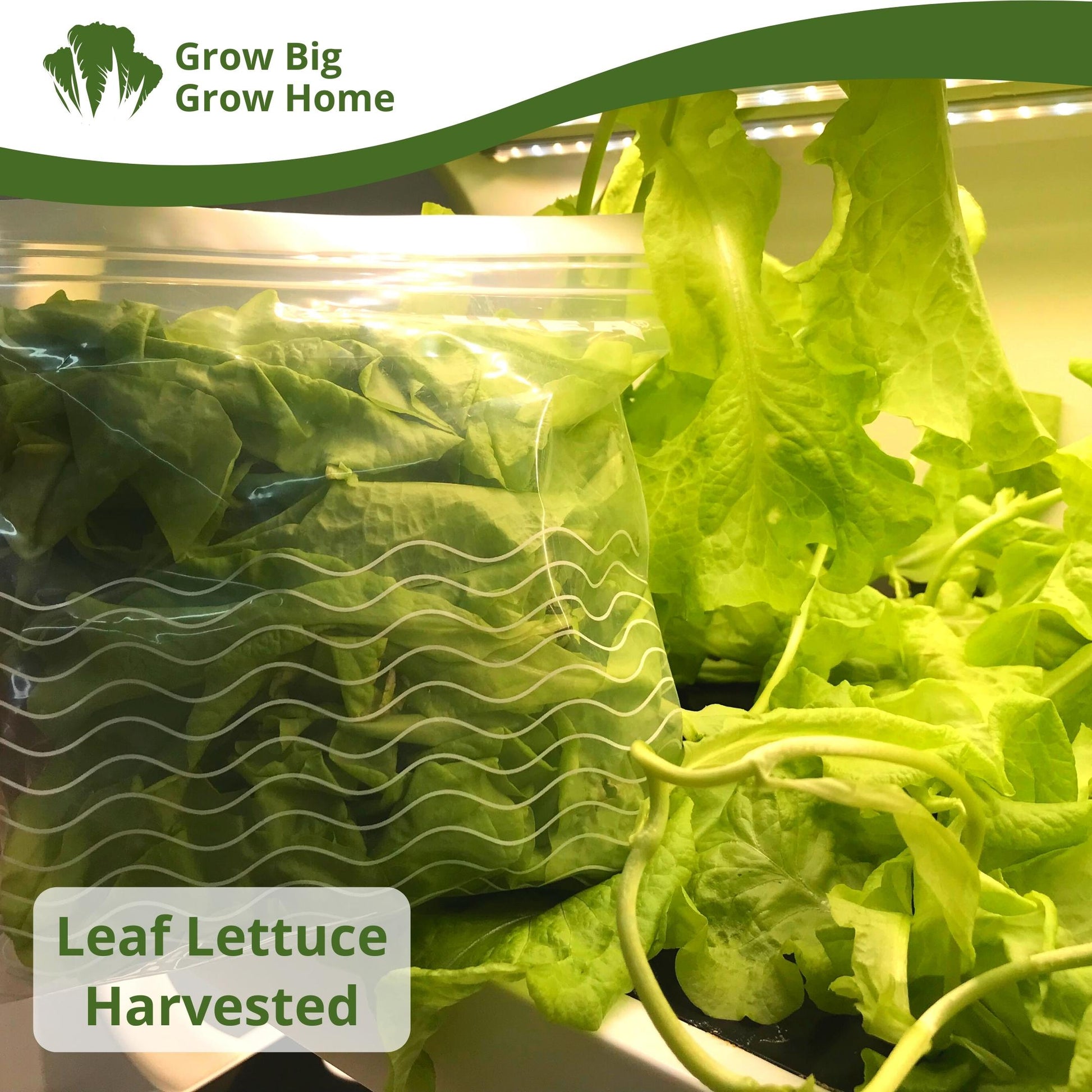 Harvested hydroponics leaf lettuce