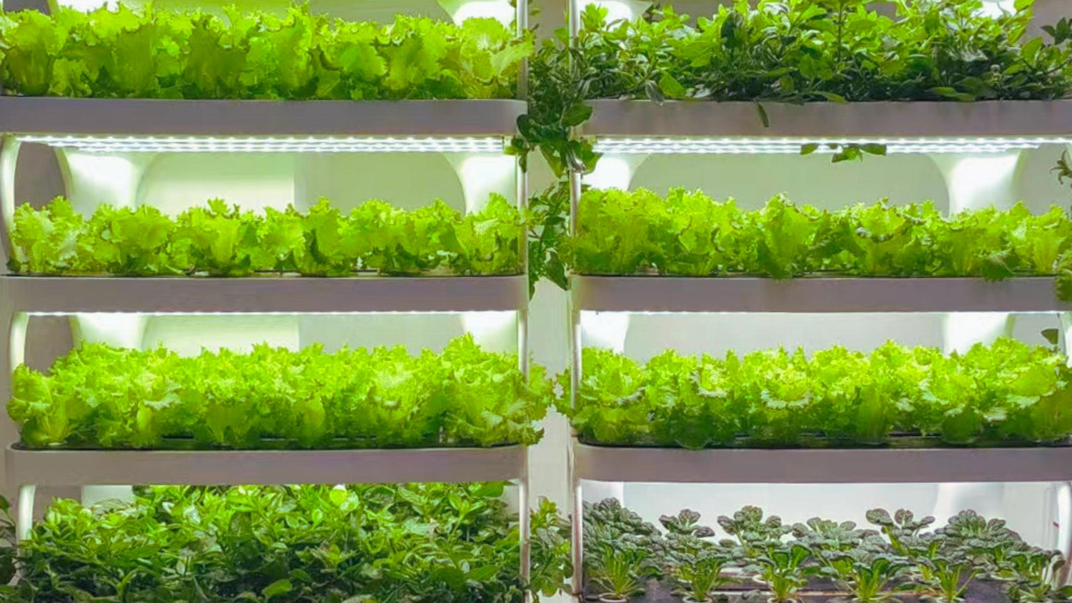 organic vegetable hydroponics grow system for home, office, cafe and indoors