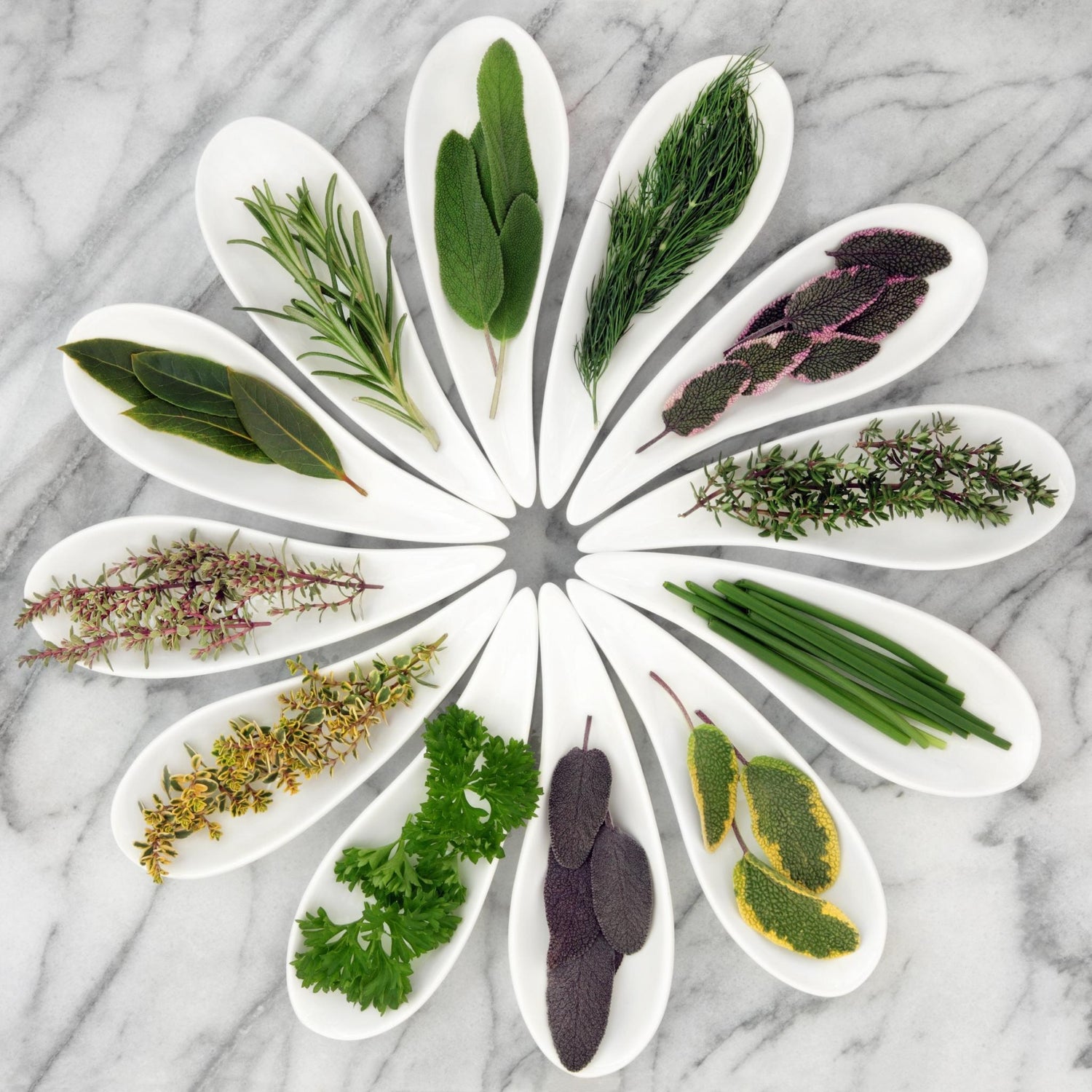 Cultivate herbs right at home! Grow thyme, rosemary, tarragon, leek, chives, garlic chives, basil, mint, lemon balm, stevia, perilla / shiso, sage, oregano, sweet marjoram, summer savoury, parsley, mitsuba, lovage, chervil, fennel, dill, hyssop, papalo, lavender, borage, nasturtium, marigold, calendula, cosmos flower, echinacea, violas, etc to feed your inner herbivore.