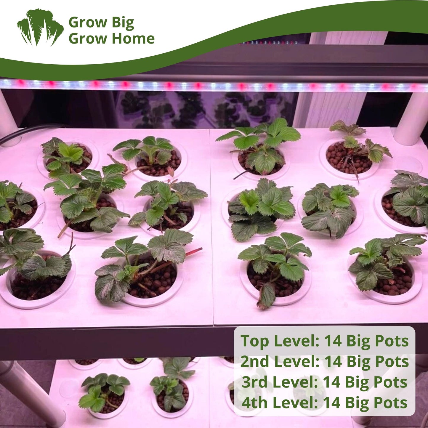 Grow Rack 56